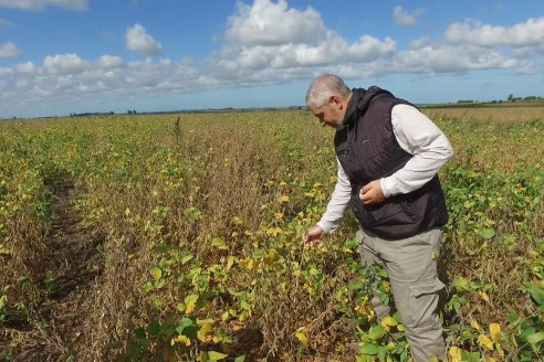 La cosecha nacional de soja se fijó en 21,5 millones de toneladas