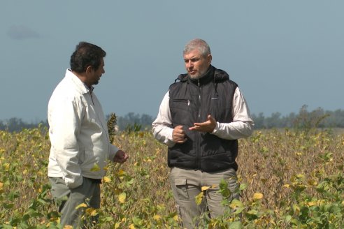 Soja en Rincon del Doll - Dpto Victoria - Recorrida junto al Ing. Esteban Merini