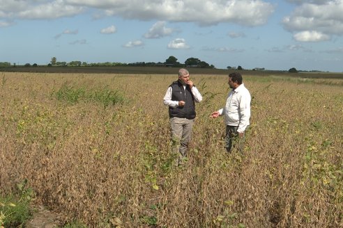 Soja en Rincon del Doll - Dpto Victoria - Recorrida junto al Ing. Esteban Merini