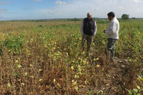 Soja en Rincon del Doll - Dpto Victoria - Recorrida junto al Ing. Esteban Merini