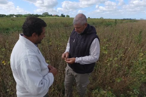 Soja en Rincon del Doll - Dpto Victoria - Recorrida junto al Ing. Esteban Merini