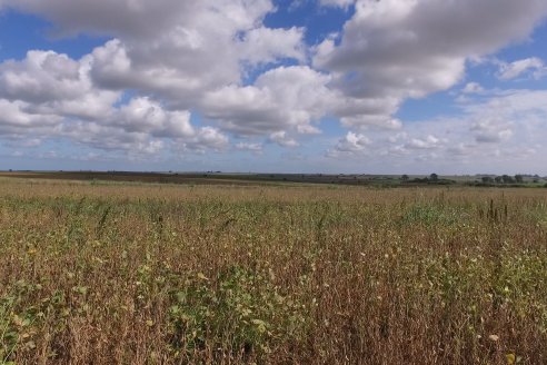 Soja en Rincon del Doll - Dpto Victoria - Recorrida junto al Ing. Esteban Merini