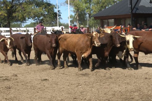 Feria Maria Dolores - Remate Especial 53° Aniversario - Etchevehere Rural Consignataria en Gral Ramirez