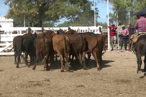 Feria Maria Dolores - Remate Especial 53° Aniversario - Etchevehere Rural Consignataria en Gral Ramirez