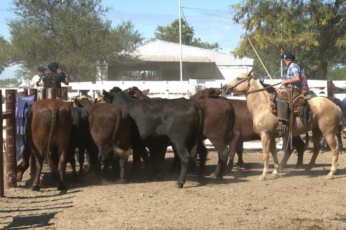 Feria Maria Dolores - Remate Especial 53° Aniversario - Etchevehere Rural Consignataria en Gral Ramirez