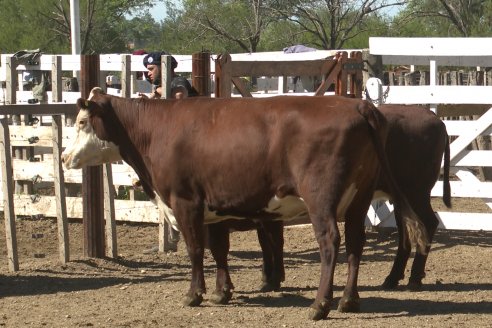 Feria Maria Dolores - Remate Especial 53° Aniversario - Etchevehere Rural Consignataria en Gral Ramirez