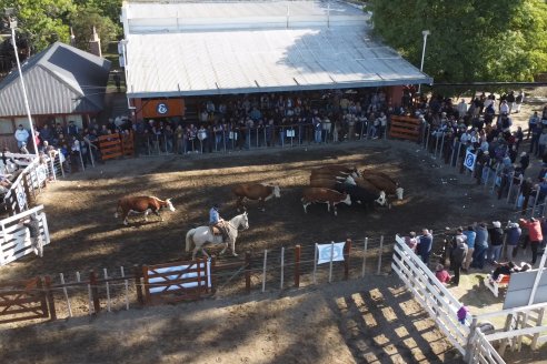 Feria Maria Dolores - Remate Especial 53° Aniversario - Etchevehere Rural Consignataria en Gral Ramirez