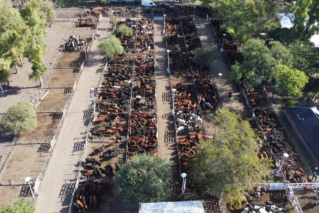 El Rosgan sigue bien de cerca al mercado ganadero y avisa de nuevas subas. El Rosgan sigue bien de cerca al mercado ganadero y avisa de nuevas subas.