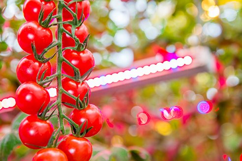 Iluminación LED como aliado de la horticultura bajo cubierta