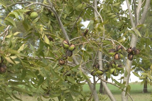 1° Encuentro de Productores Pecaneros de LAR - 