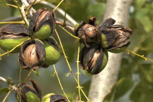 1° Encuentro de Productores Pecaneros de LAR - 