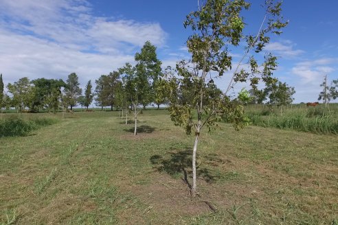 1° Encuentro de Productores Pecaneros de LAR - 