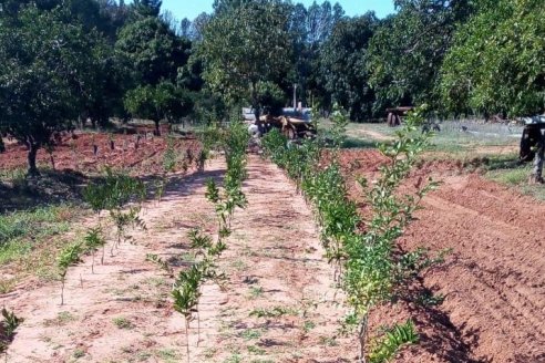 Erradicaron plantas cítricas por incumplir normas contra HLB