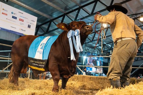 Un Gran Campeón de Cabaña Santa Lucía se vendió a precio récord