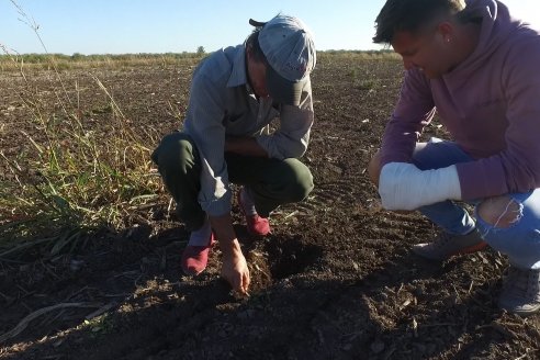 Presentación Sembradora Gherardi G 900 Air Planter - Brondi Maquinarias - Campo Flia. Broder - Distrito Tala, E.Ríos