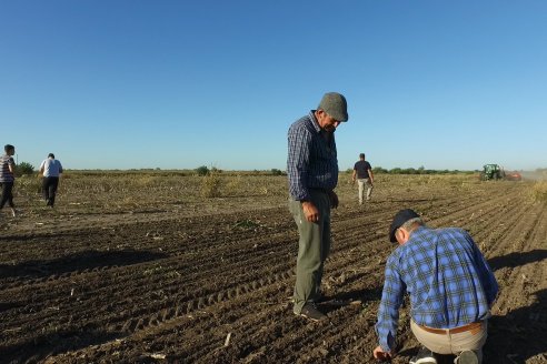 Presentación Sembradora Gherardi G 900 Air Planter - Brondi Maquinarias - Campo Flia. Broder - Distrito Tala, E.Ríos