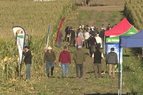 Recorrida y Demostración Ensayo Comparativo de Rendimiento de Maíz Tardío del CIAV