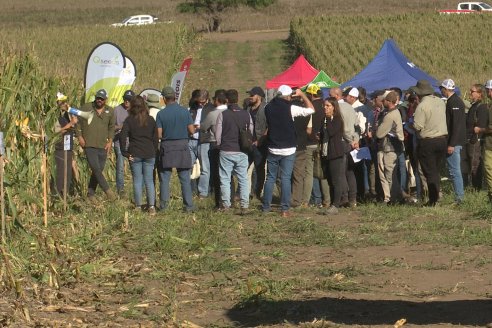 Recorrida y Demostración Ensayo Comparativo de Rendimiento de Maíz Tardío del CIAV