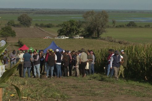 Recorrida y Demostración Ensayo Comparativo de Rendimiento de Maíz Tardío del CIAV