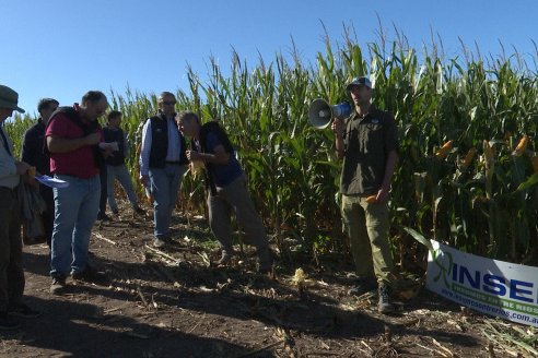 Recorrida y Demostración Ensayo Comparativo de Rendimiento de Maíz Tardío del CIAV