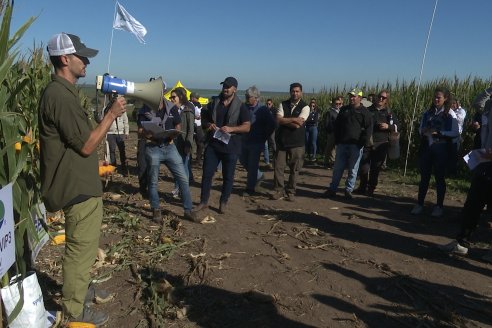 Recorrida y Demostración Ensayo Comparativo de Rendimiento de Maíz Tardío del CIAV