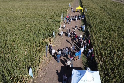 Recorrida y Demostración Ensayo Comparativo de Rendimiento de Maíz Tardío del CIAV