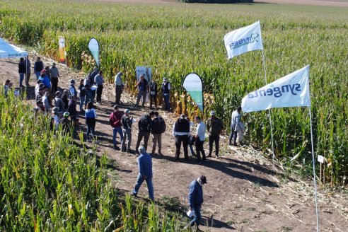 Recorrida y Demostración Ensayo Comparativo de Rendimiento de Maíz Tardío del CIAV