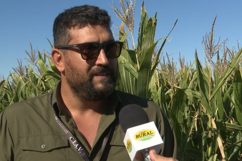 Recorrida y Demostración Ensayo Comparativo de Rendimiento de Maíz Tardío del CIAV