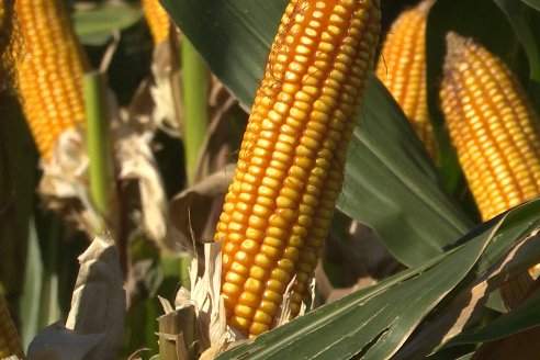 A Entre Ríos le faltan casi un millón de toneladas de maíz para abastecer el consumo interno
