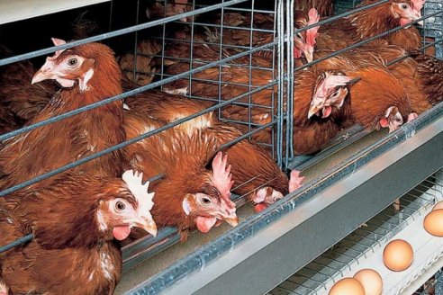 Senasa ya sacrificó las 13.000 gallinas de Racedo, enfermas de Influencia Aviar
