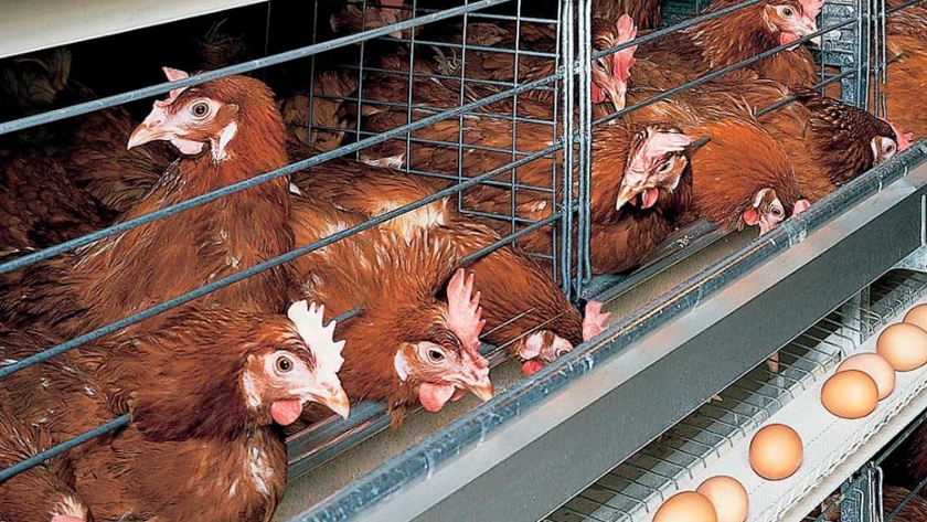 Argentina lidera el consumo mundial de huevos: 398 unidades por persona