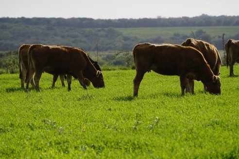 Cabaña La Lomada cría bovinos Limousin con un perfil sustentable