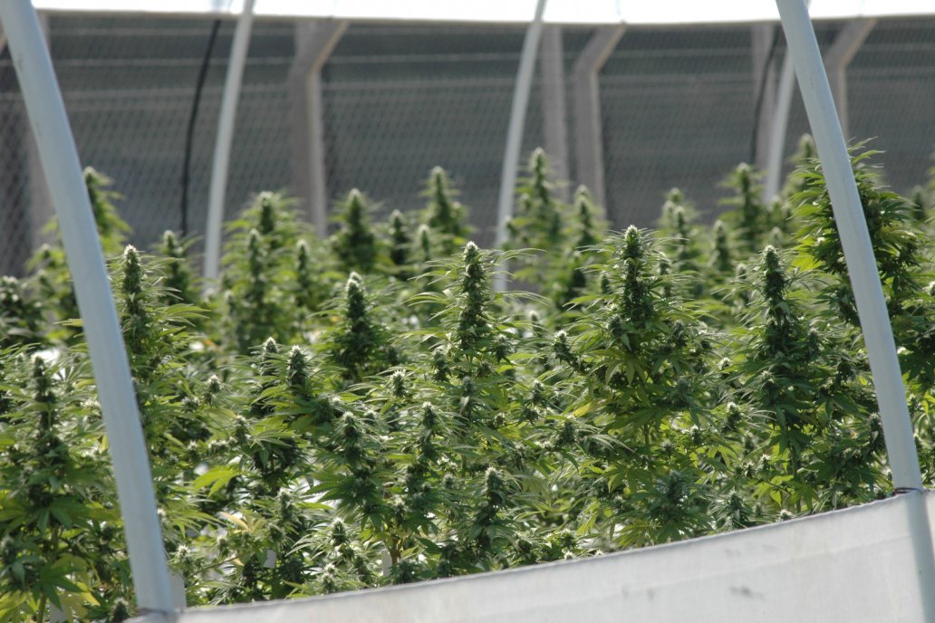 El objetivo de acceder a un diagnóstico de situación acerca del cultivo. El objetivo de acceder a un diagnóstico de situación acerca del cultivo.