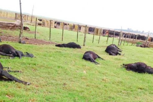 En un campo de Rincón del Nogoyá murieron 200 vacunos afectados por una intoxicación con nitratos