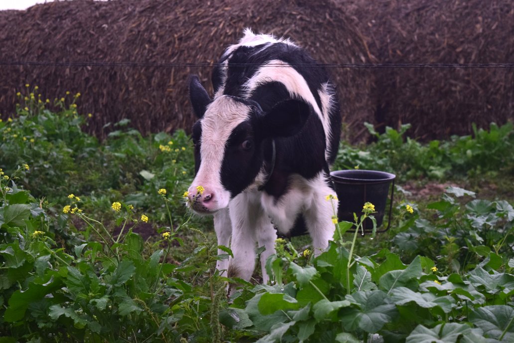 Es nula la tasa de crecimiento de las pasturas para alimentar el rodeo.