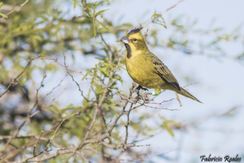 Aves y mamíferos autóctonos de Entre Ríos fueron declarados como monumentos naturales protegidos