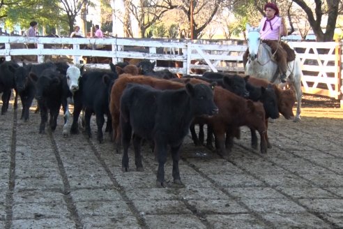En un parpadeo del mercado, el precio del ganado en pie pasó de 550 pesos a 670