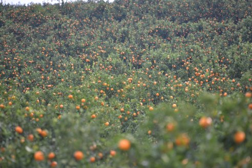 Divulgan lo que el viajero, o el turista, debe saber para contribuir a la buena sanidad vegetal de cultivos argentinos