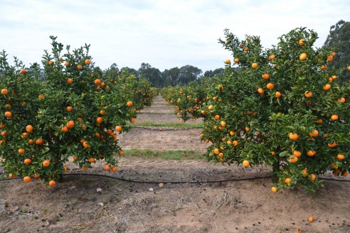 Mosca de los frutos: resguardan las áreas libres de la Argentina