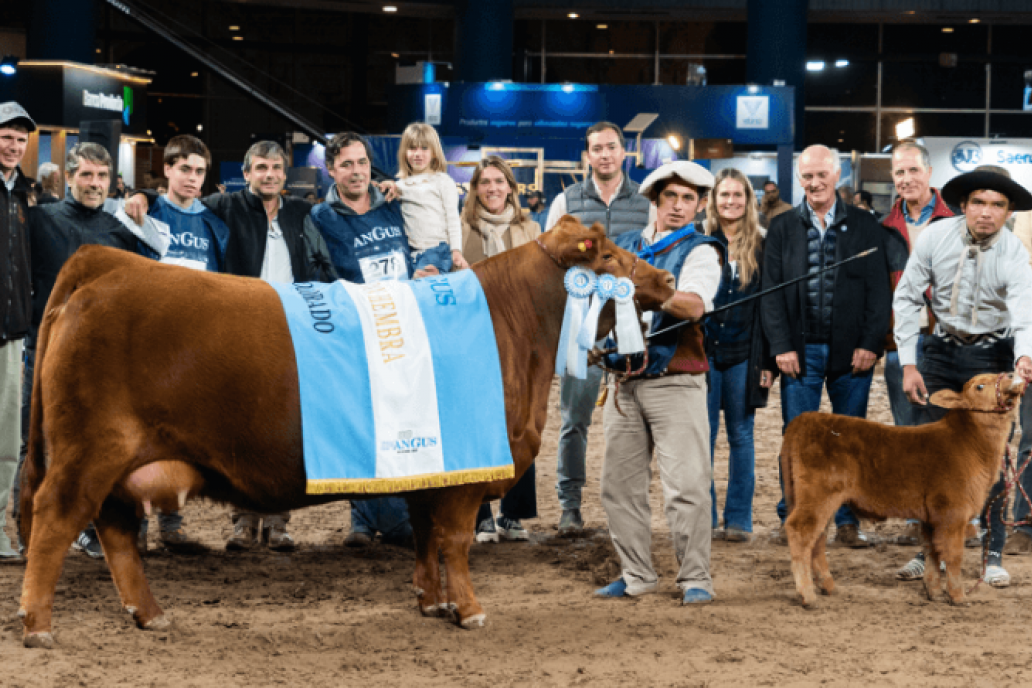 La vaca Gran Campeona con su ternero en el centro de la pista palermitana.