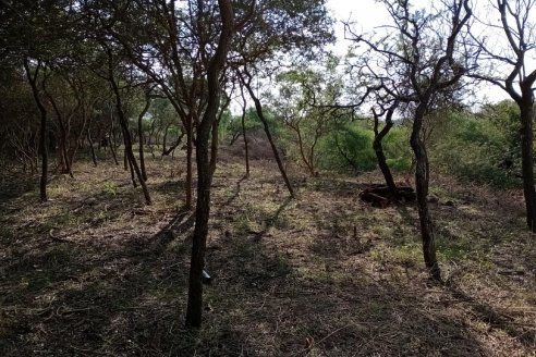 Identifican "presunto" desmonte muy cerca de Oro Verde