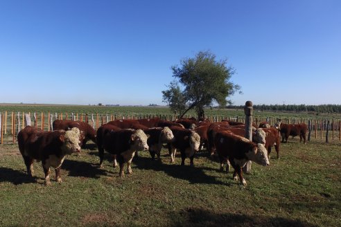 III Jura de la Prueba Pastoril Hereford Mesopotámica - EEA INTA C.del Uruguay