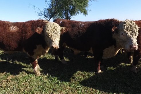 III Jura de la Prueba Pastoril Hereford Mesopotámica - EEA INTA C.del Uruguay