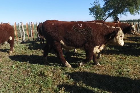 III Jura de la Prueba Pastoril Hereford Mesopotámica - EEA INTA C.del Uruguay