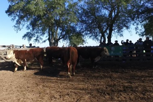 III Jura de la Prueba Pastoril Hereford Mesopotámica - EEA INTA C.del Uruguay