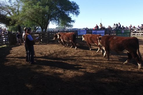 III Jura de la Prueba Pastoril Hereford Mesopotámica - EEA INTA C.del Uruguay