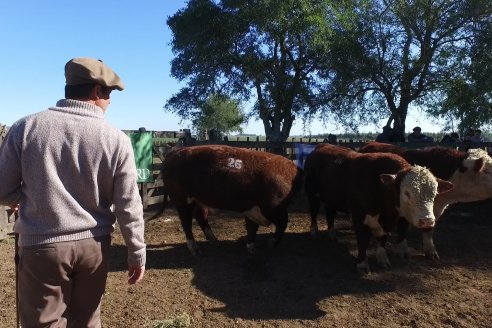 III Jura de la Prueba Pastoril Hereford Mesopotámica - EEA INTA C.del Uruguay