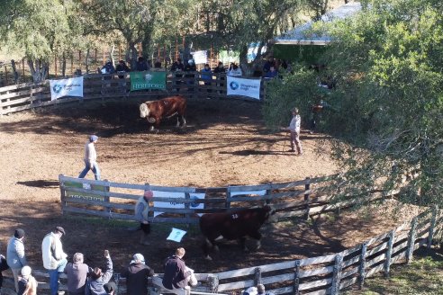 III Jura de la Prueba Pastoril Hereford Mesopotámica - EEA INTA C.del Uruguay