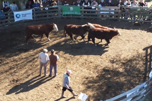 III Jura de la Prueba Pastoril Hereford Mesopotámica - EEA INTA C.del Uruguay