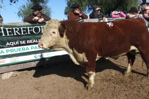 III Jura de la Prueba Pastoril Hereford Mesopotámica - EEA INTA C.del Uruguay